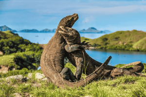 Pulau Komodo Pesona Dunia dari Timur Indonesia