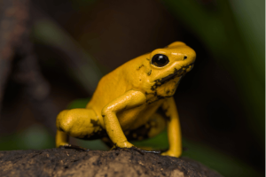 Katak Racun Emas Makhluk Kecil Berbisa Besar