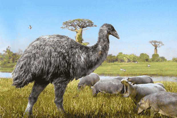 Aepyornis Burung Gergasi Madagaskar yang Hilang dari Bumi