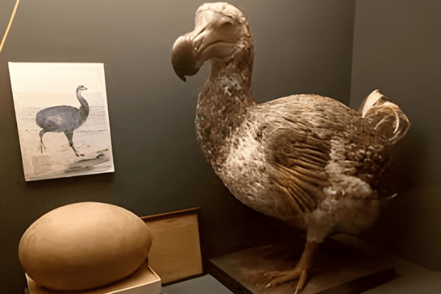 Burung Dodo Misteri Kepunahan Sang Ikon Pulau Mauritius