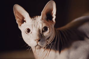 Kucing Sphynx Sang Si Gundul Manis yang Penuh Kejutan
