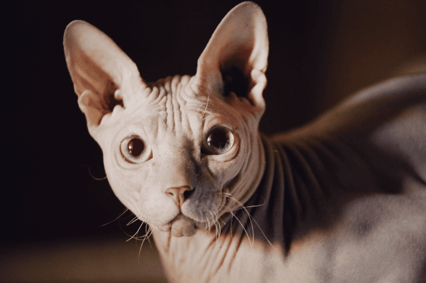 Kucing Sphynx Sang Si Gundul Manis yang Penuh Kejutan