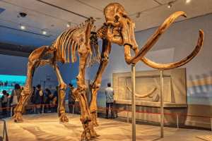 Mammoth Raksasa Zaman Es yang Menghilang dari Bumi