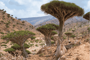 Pulau Socotra Permata Biologi dan Galapagos Samudra Hindia