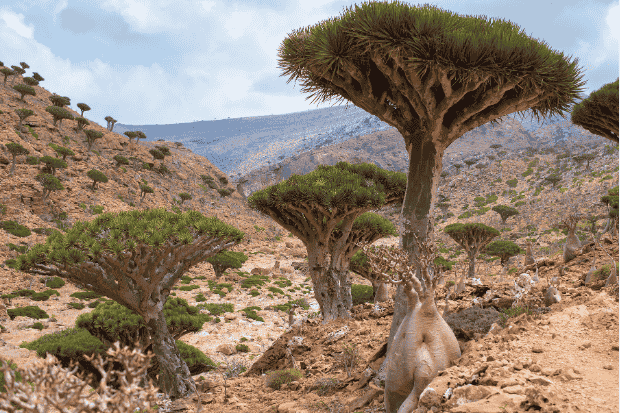 Pulau Socotra Permata Biologi dan Galapagos Samudra Hindia