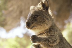 Quokka Si Hewan Tersenyum yang Jadi Favorit Dunia